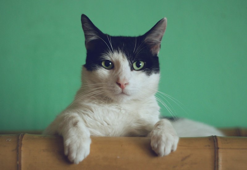 A serene cat relaxing comfortably in a clean home environment
