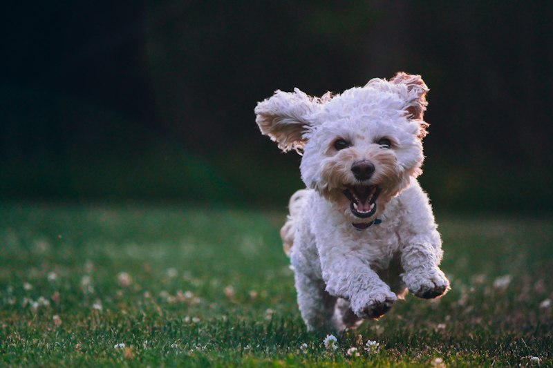 Dog enjoying a safe, stimulating walk outdoors