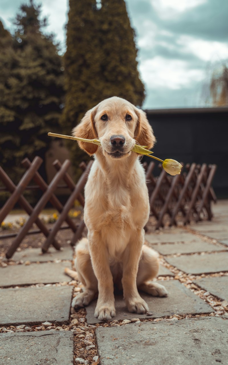 A relaxed pet and owner sharing a joyful moment