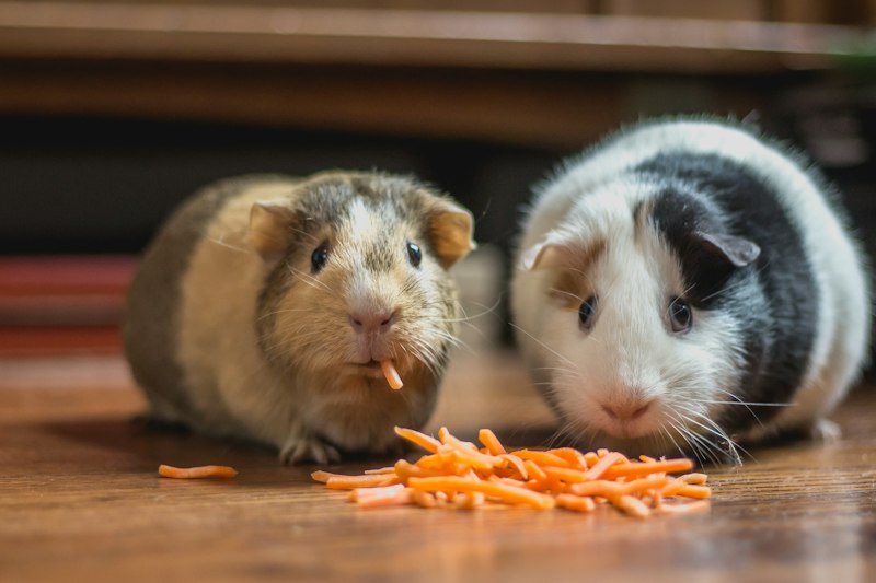 Pets relaxing comfortably at home during sitter visit