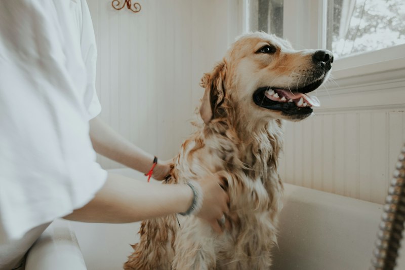 Gentle dog bathing and coat grooming