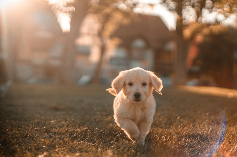Attentive pet wellness observation check-in